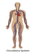 Effects of Massage on the Body - Circulatory System