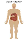 Effects of Massage on the Body - Digestive System