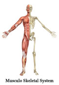 Effects of Massage on the Body Musculoskeletal System