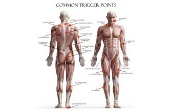 Medical knowledge, Massage therapy business, Muscle anatomy