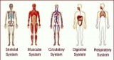 Effects of Massage on Body Systems