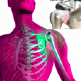 Frozen Shoulder Massage